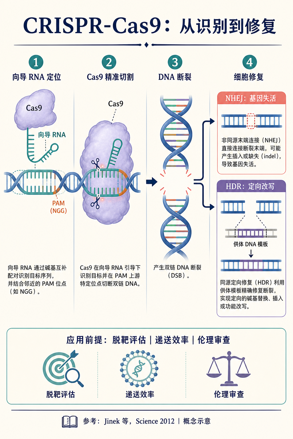 CRISPR-Cas9：从识别到修复